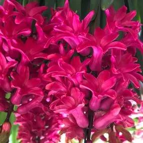 Jan Bos Hyacinth (Hyacinthus orientalis Jan Bos) Img 5